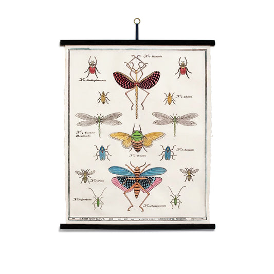 Wall board | INSECTS